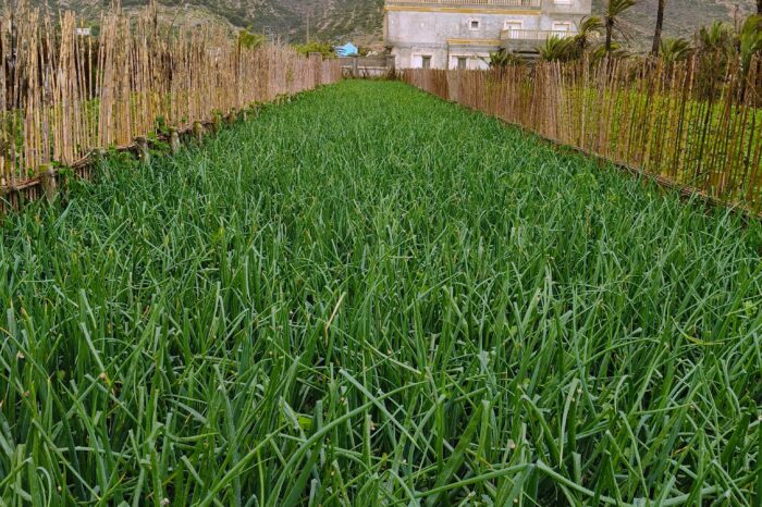 fruits et légumes bio